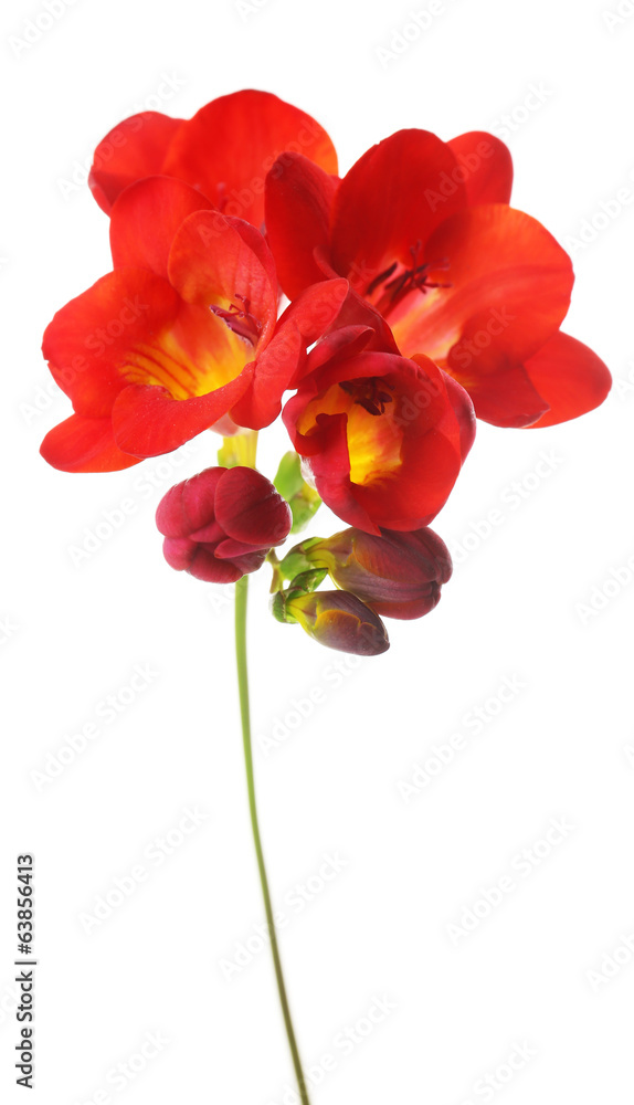 Delicate freesia flower isolated on white