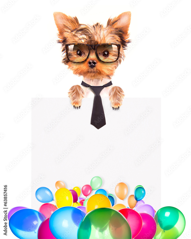 dog with Holiday banner and colorful balloons dog with Holiday banner and colorful balloons