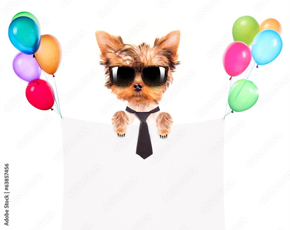 dog with Holiday banner and colorful balloons dog with Holiday banner and colorful balloons