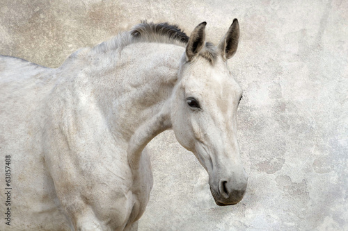 Portrait of beautiful white horse against the wall