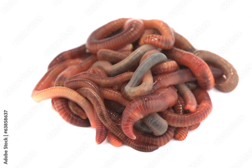 worm worm