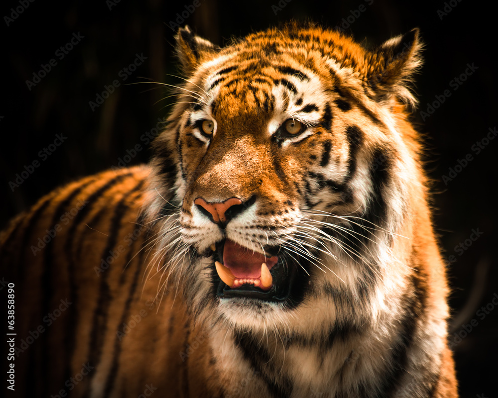 Fototapeta premium Beautiful tiger against dark background