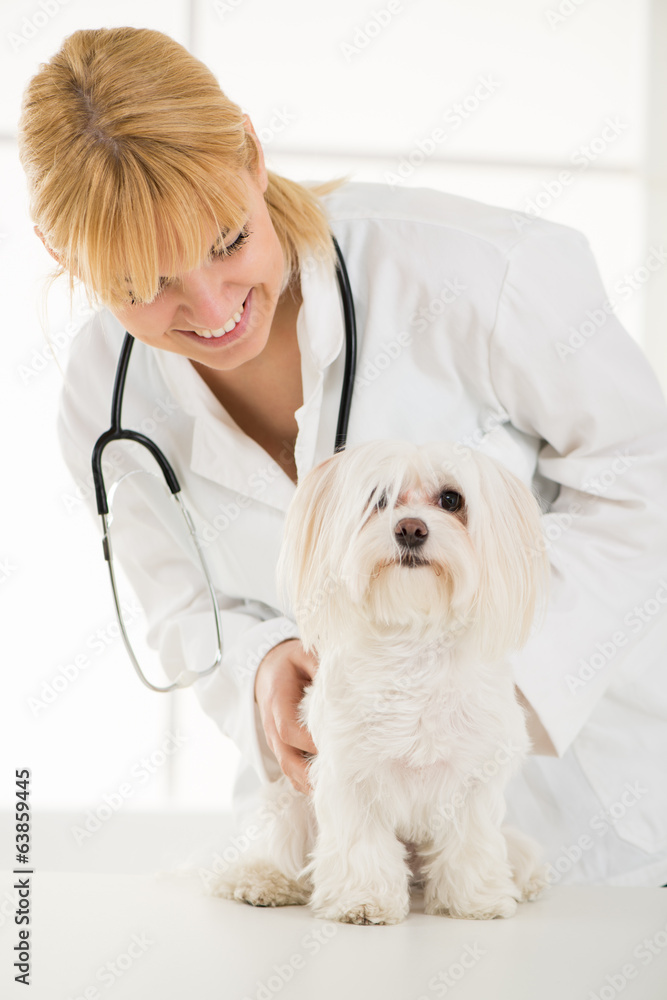 At the veterinary At the veterinary