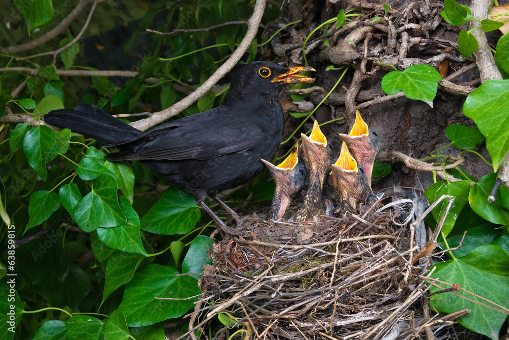 Obraz premium Blackbird nest male feeding chicks