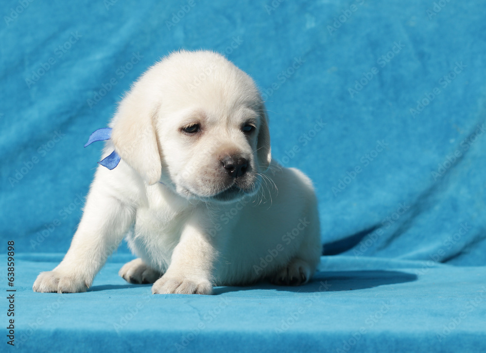 yellow labrador puppy portrait yellow labrador puppy portrait