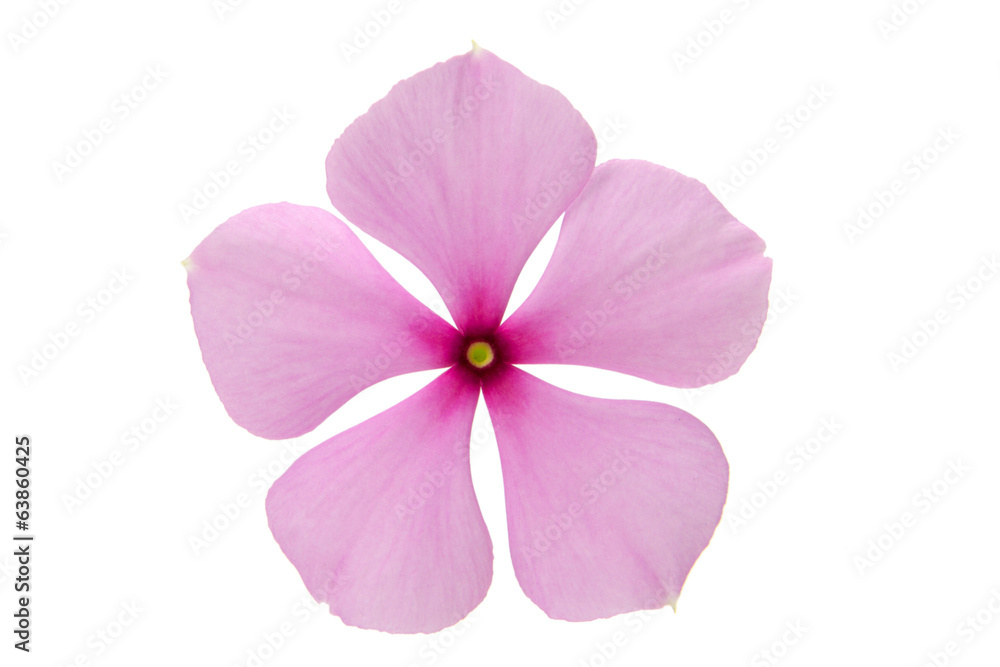 Obraz premium pink flower