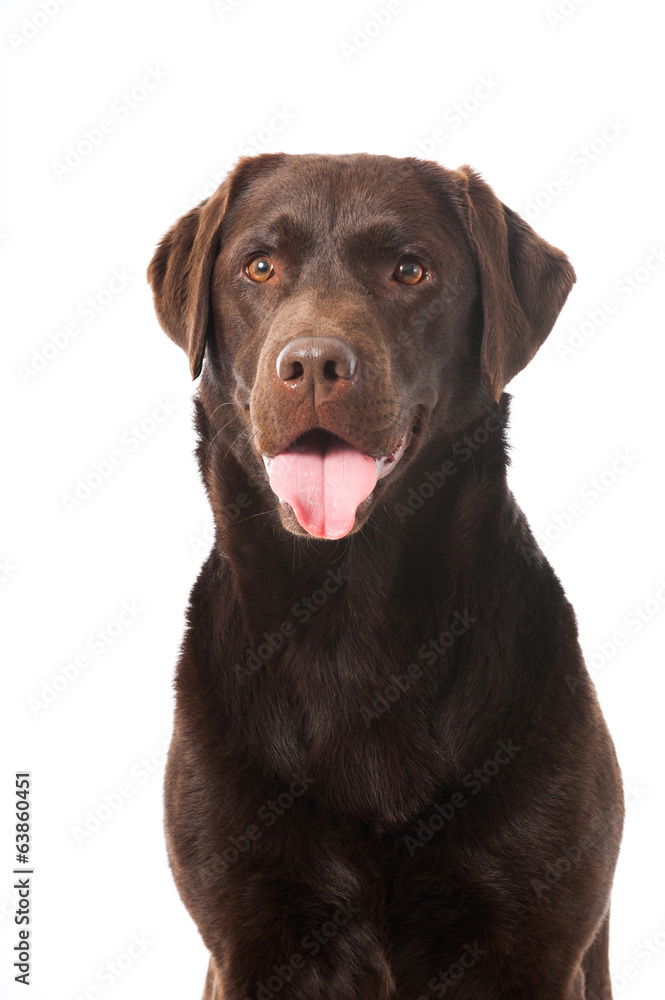 Labrador Retriever Labrador Retriever