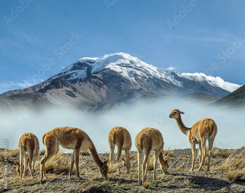 Vigognes au pieds du volcan Chimborazo photo