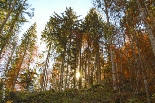 Fototapeta Naklejka Na Ścianę i Meble -  Hallstatt Forest, Austria
