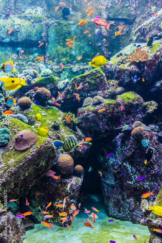 Aquarium tropical fish on a coral reef #63860870
