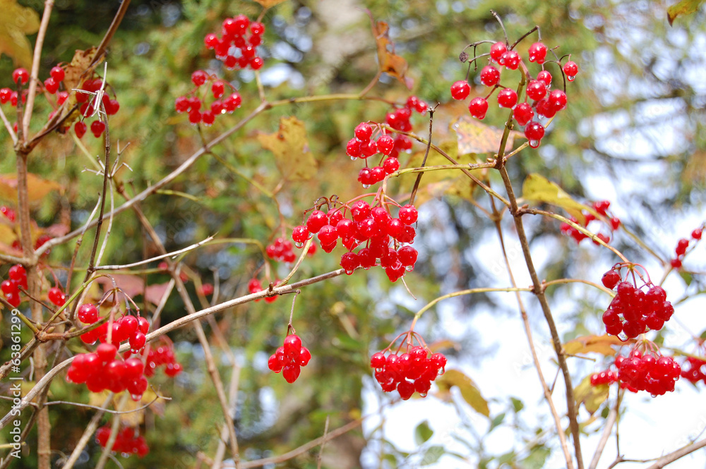 Red currant Red currant