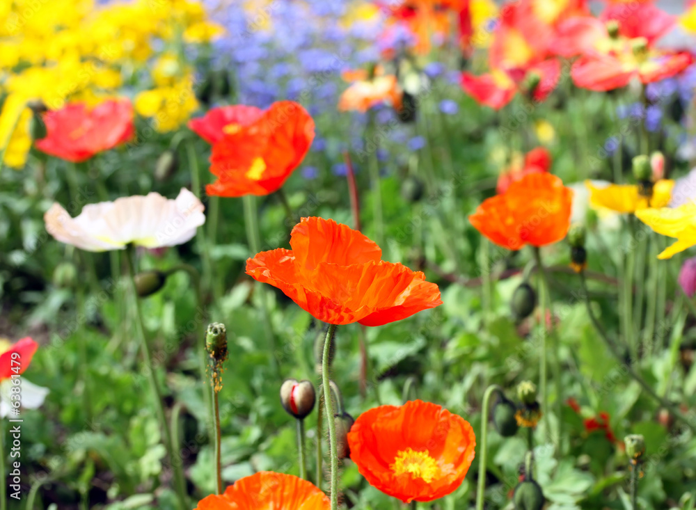 Meadow with beautiful bright red poppy flowers Meadow with beautiful bright red poppy flowers