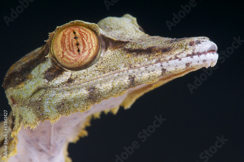 Lizard portrait / Uroplatus fimbriatus