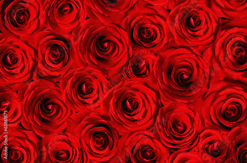 Background of red roses