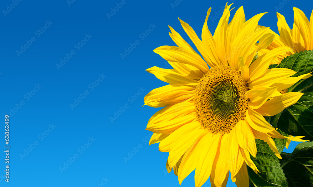 Sunflower on the sky - obrazy, fototapety, plakaty 