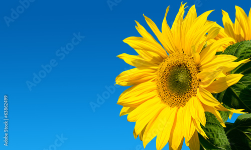 Sunflower on the sky