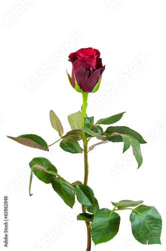 Wallpaper Mural Red rose flower on white background Torontodigital.ca