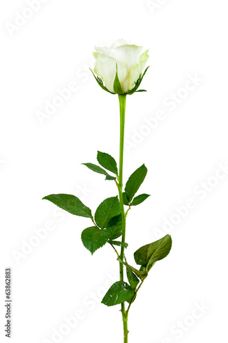 White rose flower on white background