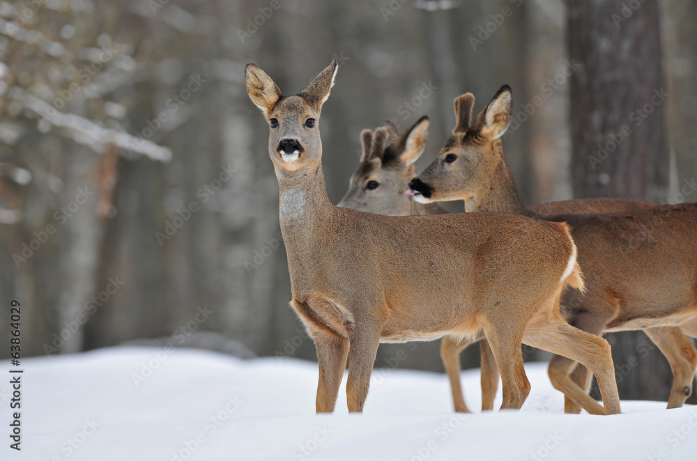 Roe deer Roe deer