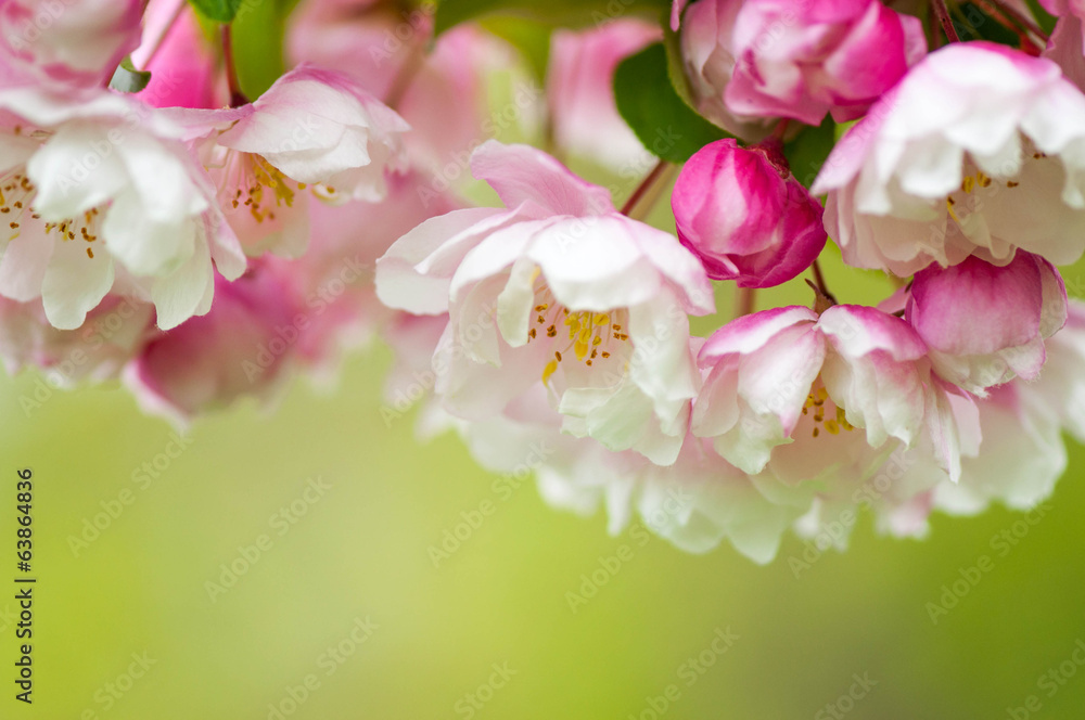 Pink and white spring blossoms on a green background