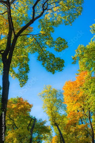 Fototapeta Naklejka Na Ścianę i Meble -  Contrast trees on the blue sky