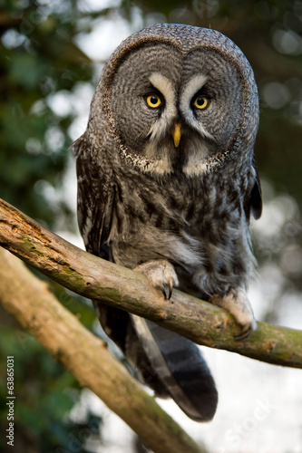 Great Grey Owl © davemhuntphoto