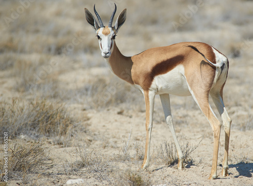 Springok  Antidorcas marsupialis 