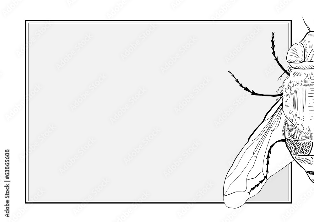 Fly Frame Fly Frame
