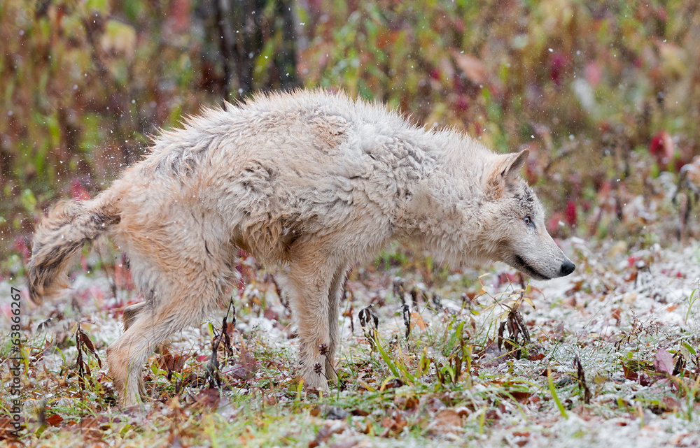 Obraz premium Blonde Wolf (Canis lupus) Shakes Off