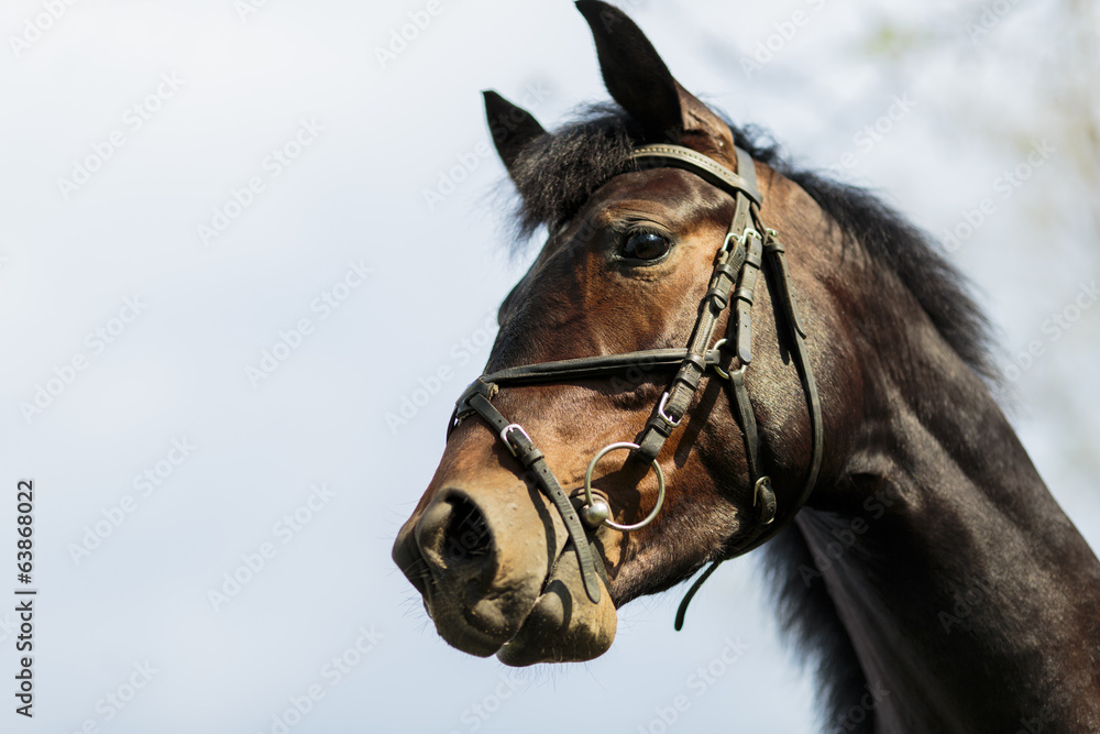Obraz Koń na farmie