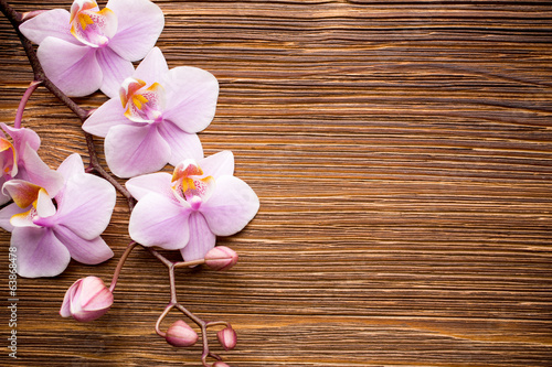 Fototapeta Naklejka Na Ścianę i Meble -  Orchid.