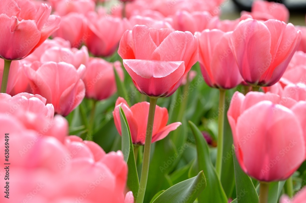 Beautiful Pink Tulip Garden Beautiful Pink Tulip Garden