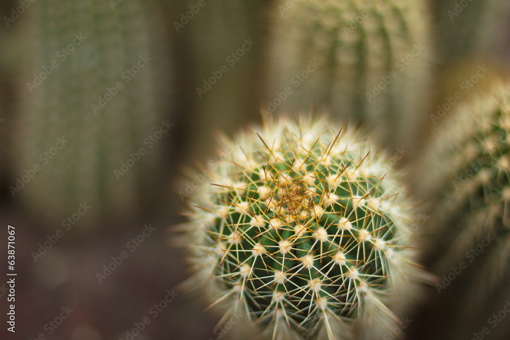 Cactus macro closeup Cactus macro closeup