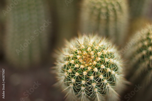 Cactus macro closeup