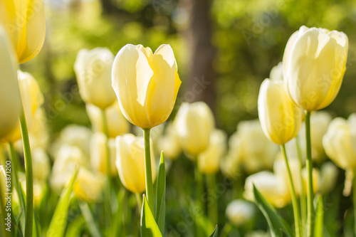 Beautiful yellow tulips #63871200