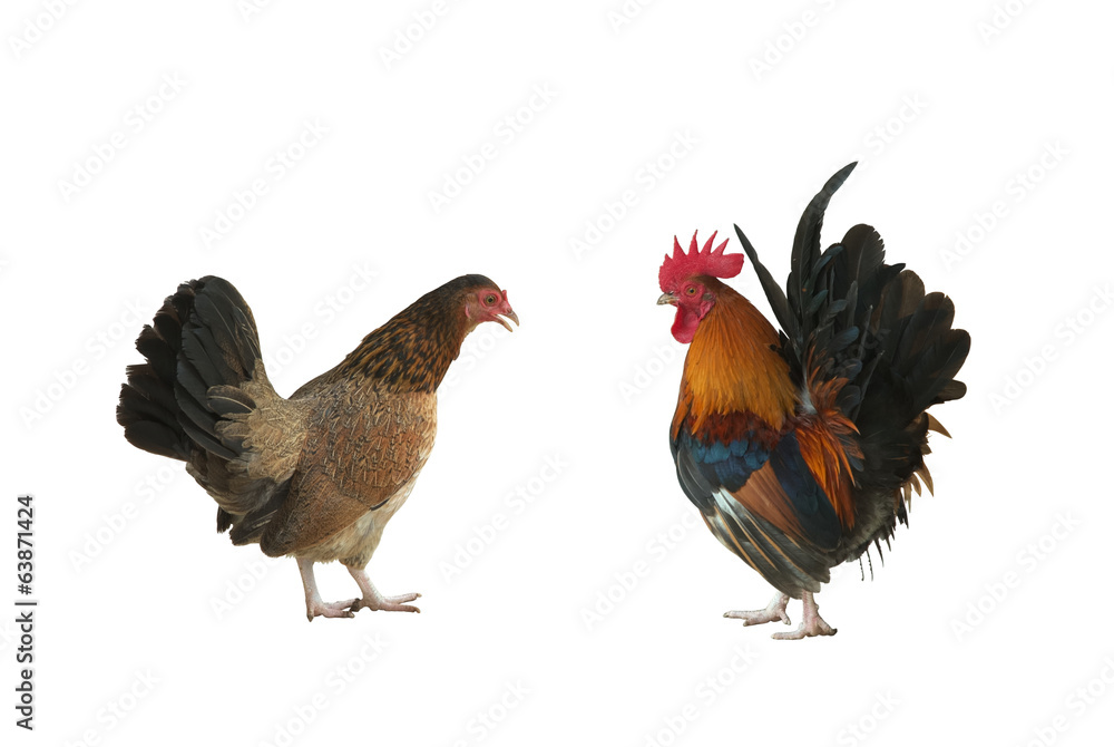 hen and rooster on white background