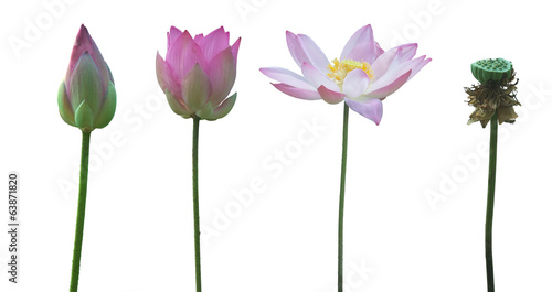 Water Lily on white background