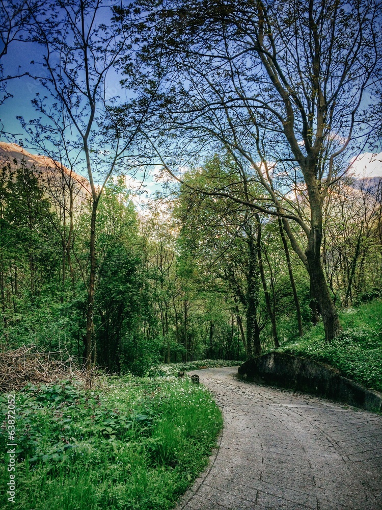 Fototapeta premium Road in the woods