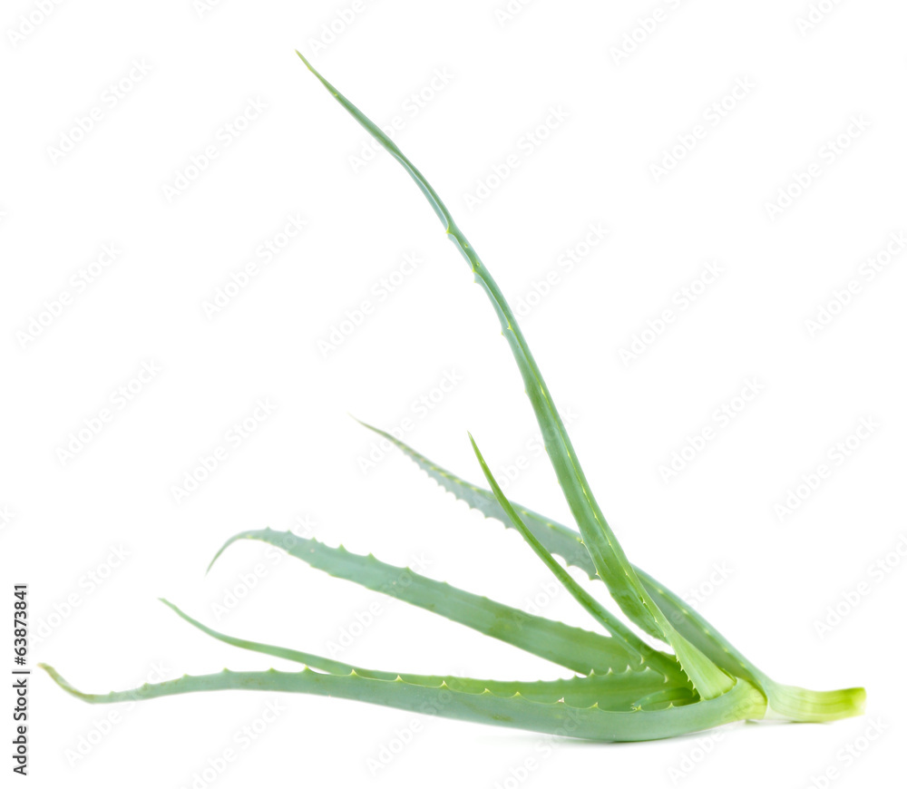 Fototapeta premium Fresh green aloe, isolated on white