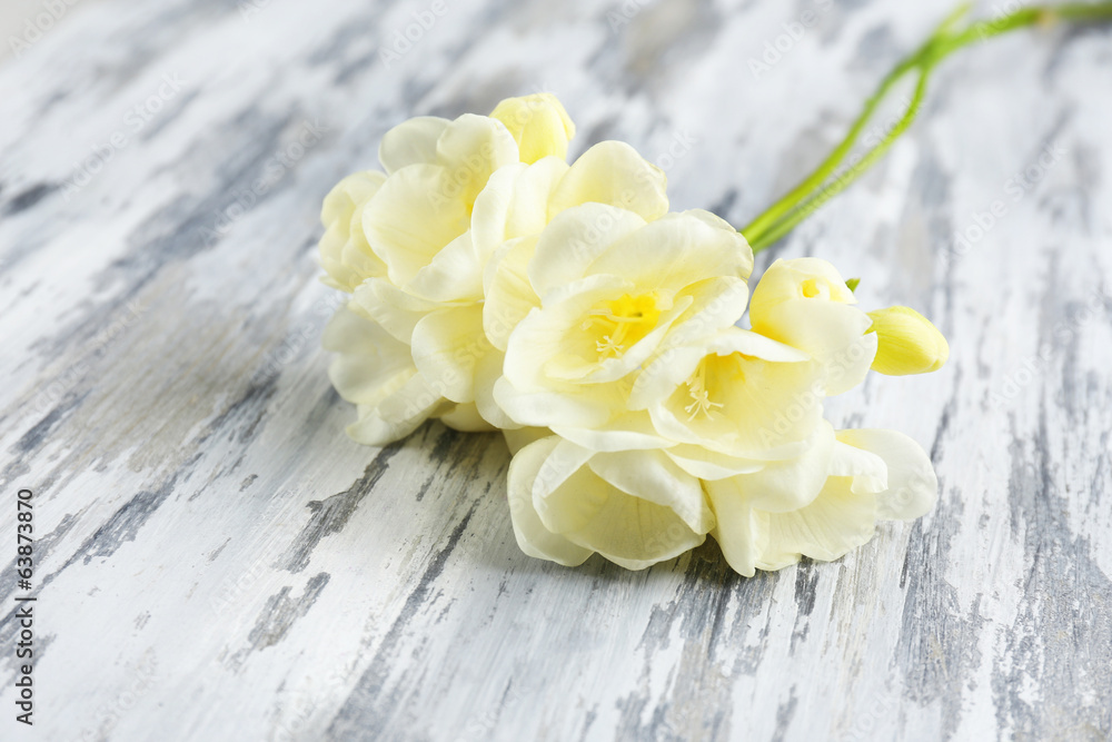 Beautiful freesia flowers, on grey wooden table Beautiful freesia flowers, on grey wooden table