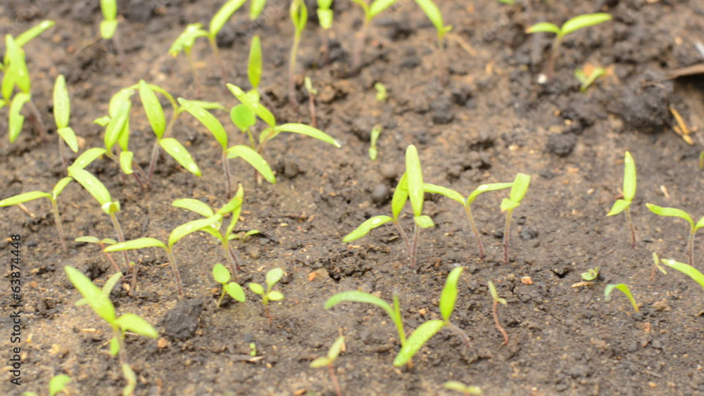 Move through Row of Green Pepper, Motorized Dolly Shot. Move through Row of Green Pepper, Motorized Dolly Shot.