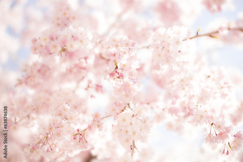 Fototapeta premium 桜 春