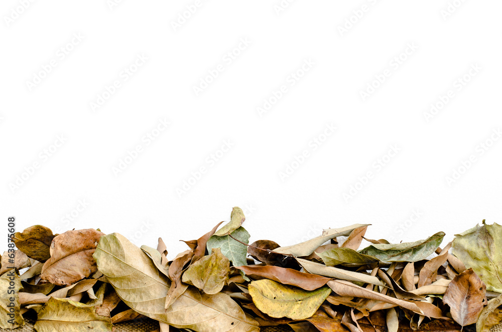 Tropical dry leaves Tropical dry leaves