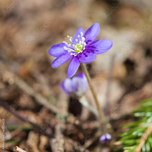 Anemone hepatica