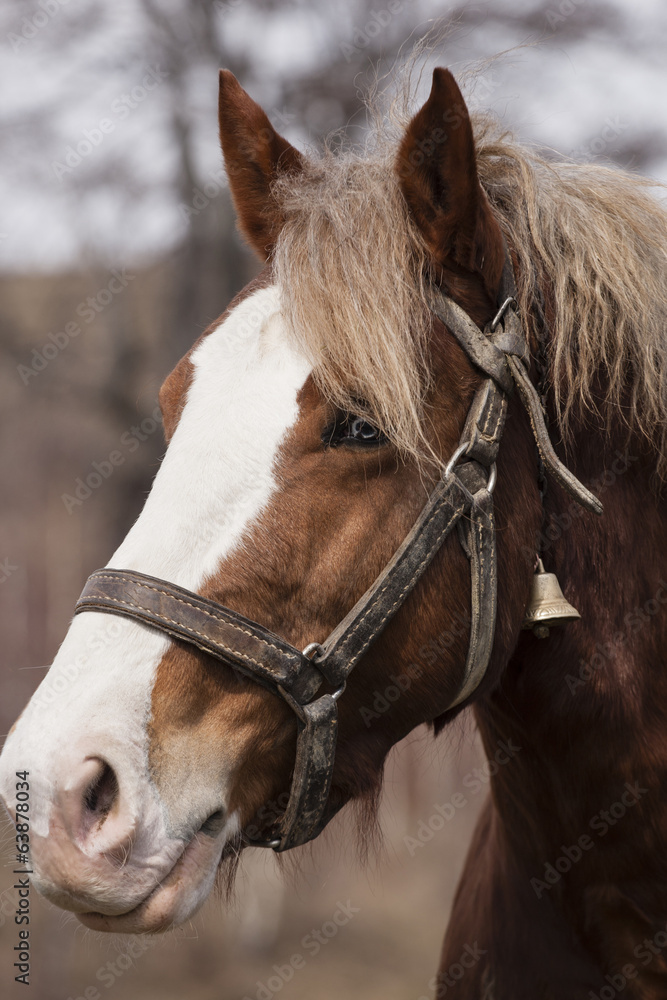 Fototapeta premium Horse