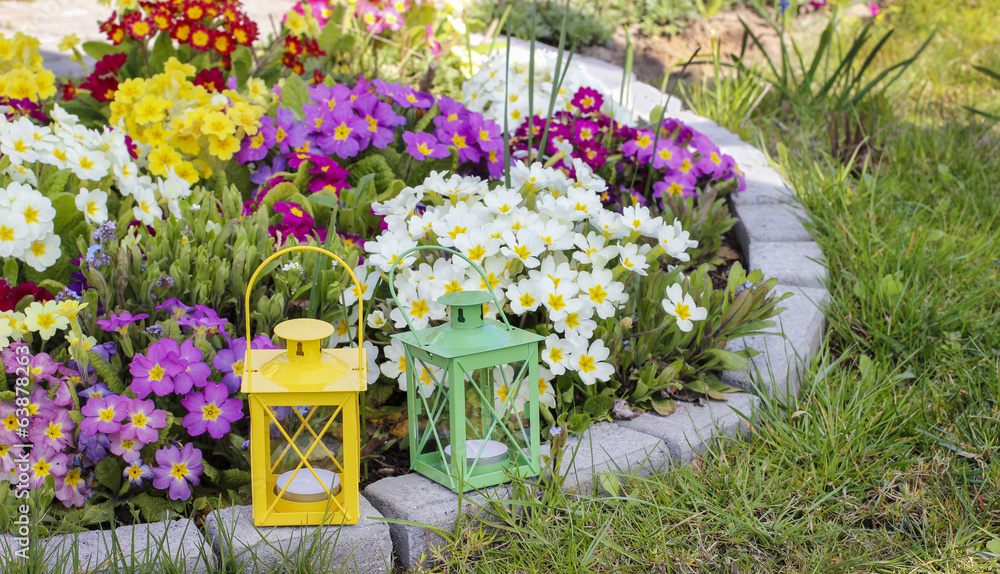 Colorful primula flowers and lanterns in spring garden