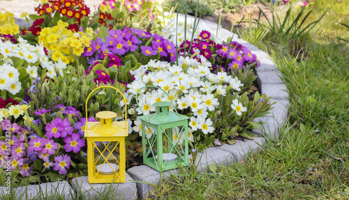 Colorful primula flowers and lanterns in spring garden