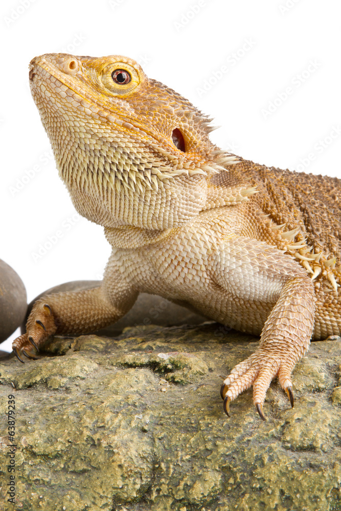 Obraz premium Bearded Dragon on white background