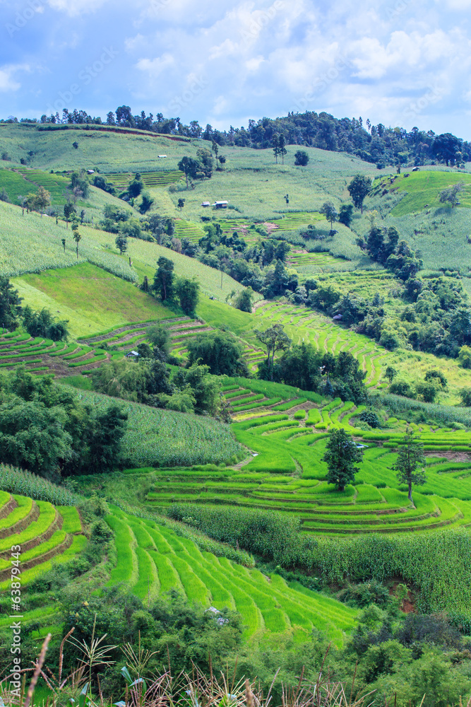 Landscape of the lined Green terraced rice and corn field 