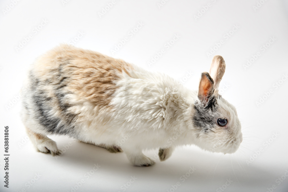 Obraz premium Rabbit on white
